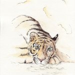 Sehr sachte mit Aquarellfarbe coloriert – Der müde Tiger.