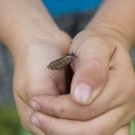 Lieber ein Schmetterling in der Hand als…