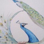 Majestetische Vögel – Pfauen