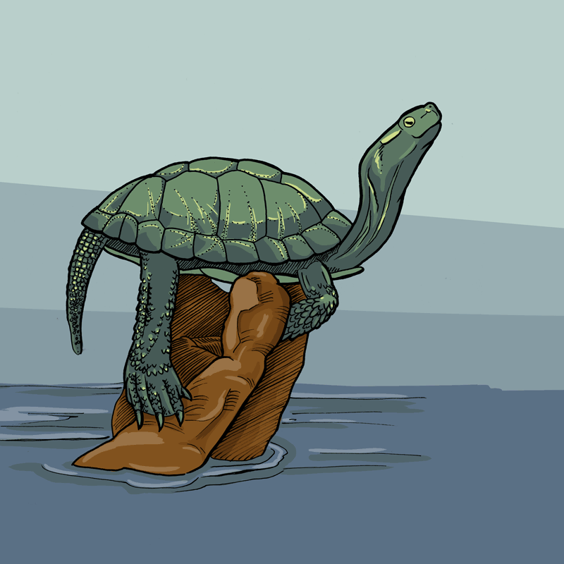 Ein Sonnenbad für die Sumpfschildkröte.