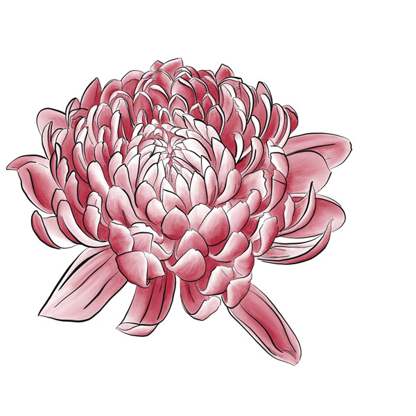 Chrysantheme - Digitale Illustration einer roten Blüte.